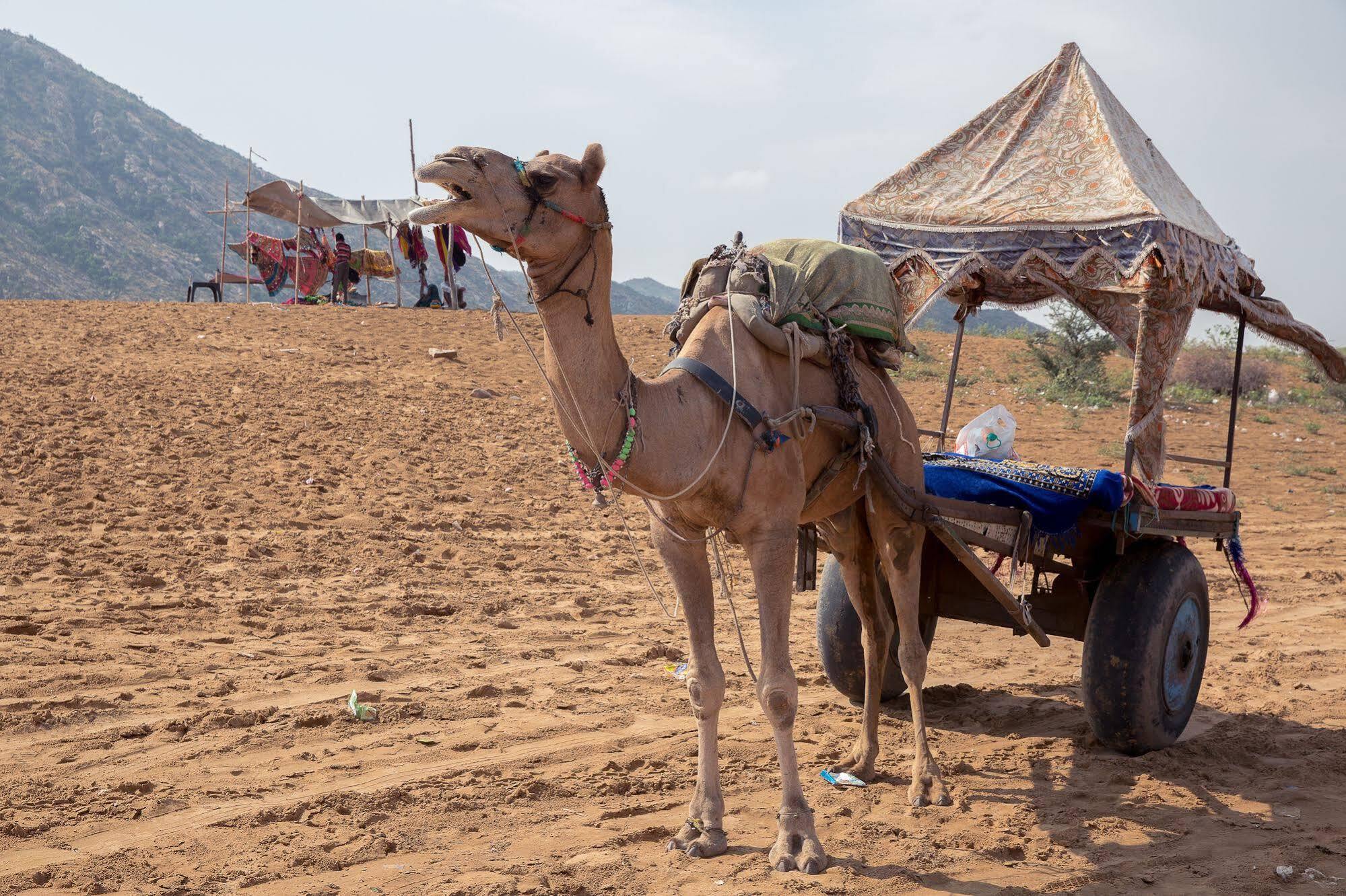 The Westin & Pushkar